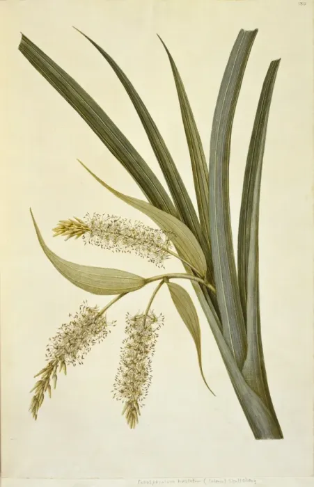Framed Print : Collospermum hastatum, perching lily Framed Print : Collospermum hastatum, perching lily
