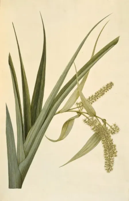 Framed Print : Collospermum hastatum, perching lily Framed Print : Collospermum hastatum, perching lily