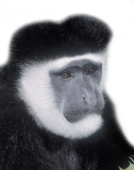 Framed Print : Colobus guereza, guereza Framed Print : Colobus guereza, guereza