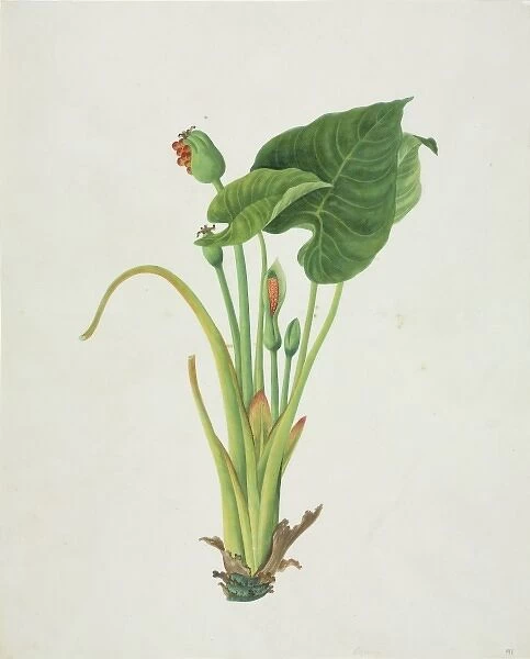 Colocasia sp. Plate 989 from the John Reeves Collection of Botanical Drawings