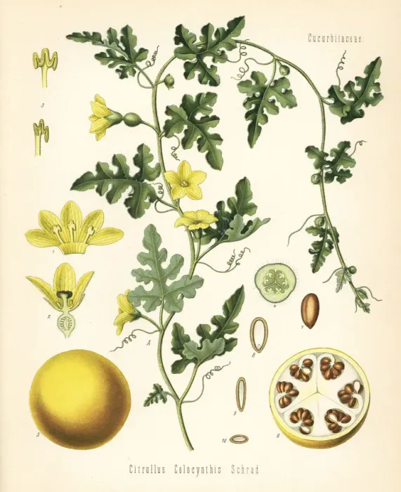 Framed Print : Colocynth or bitter apple, Citrullus colocynthis Framed Print : Colocynth or bitter apple, Citrullus colocynthis