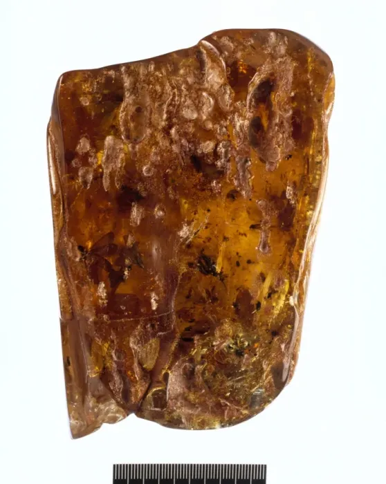 Framed Print : Colombian copal Framed Print : Colombian copal