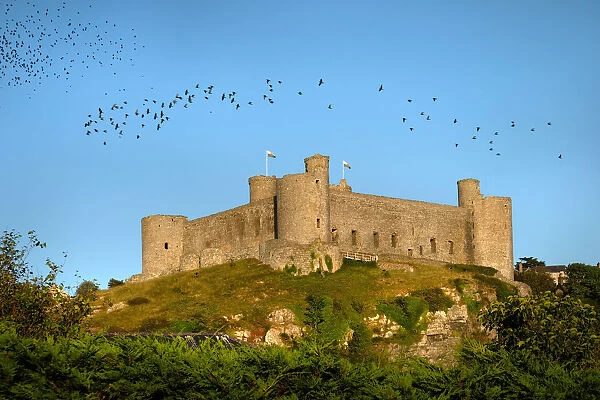 Colonies of rooks fly above Harlech Castle, north Wales
