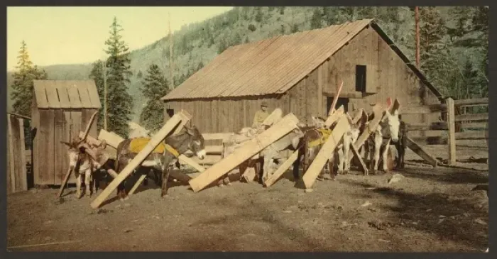 Framed Print : Colorado. Burros loaded with lumber Framed Print : Colorado. Burros loaded with lumber