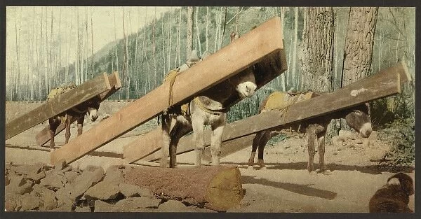 Colorado. A lumber pack