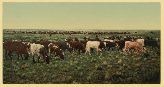 Framed Print : Colorado. Round up, bunching the herd Colorado. Round up, bu Framed Print : Colorado. Round up, bunching the herd Colorado. Round up, bu