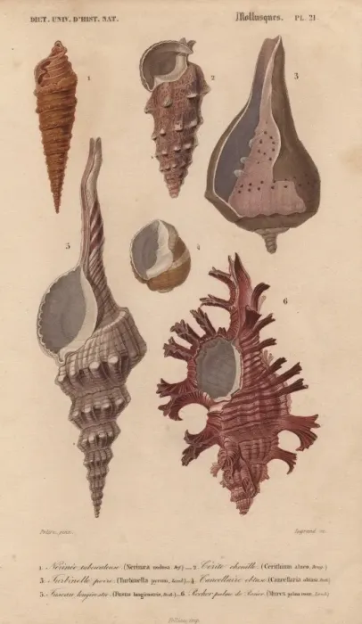 Framed Print : Colorful Murex, Nerinaea, Cerithium, Turbinella Framed Print : Colorful Murex, Nerinaea, Cerithium, Turbinella