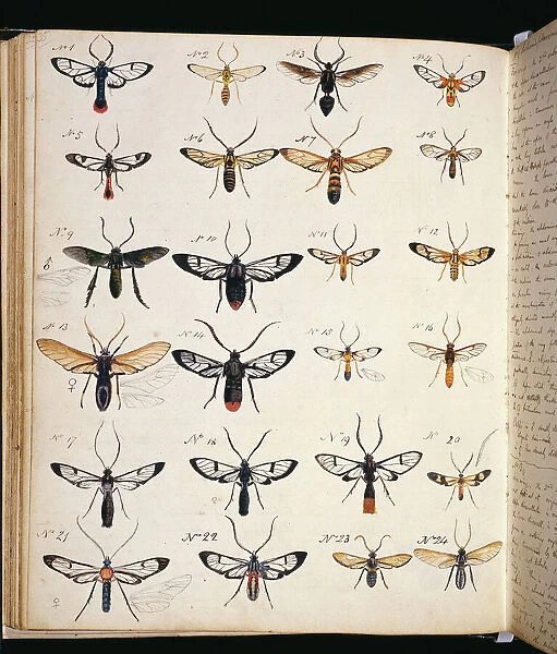Coloured sketches of insects