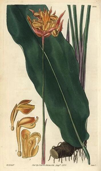 Coloured-spike phrynium, Phrynium coloratum