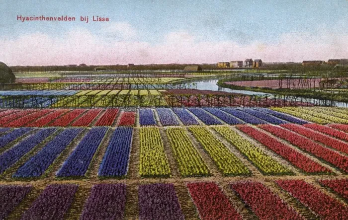 Framed Print : Colourful Hyacinth fields at Lisse in The Netherlands Framed Print : Colourful Hyacinth fields at Lisse in The Netherlands