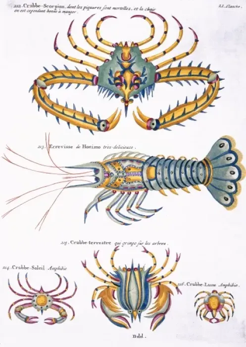Framed Print : Colourful illustration of four crabs and a lobster Framed Print : Colourful illustration of four crabs and a lobster