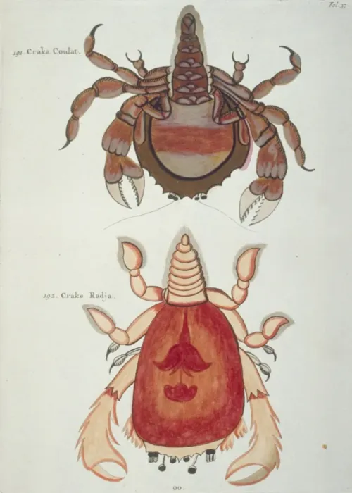 Framed Print : Colourful illustration of two crustaceans Framed Print : Colourful illustration of two crustaceans