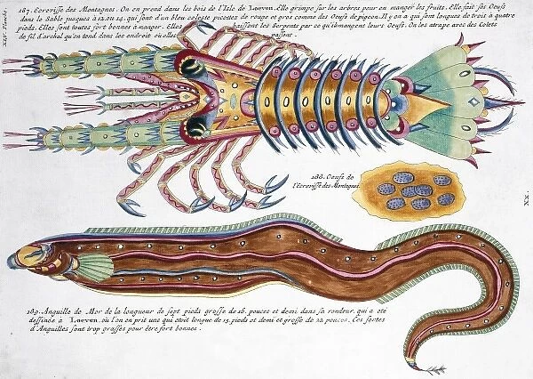 Colourful illustration of an eel and a crustacean
