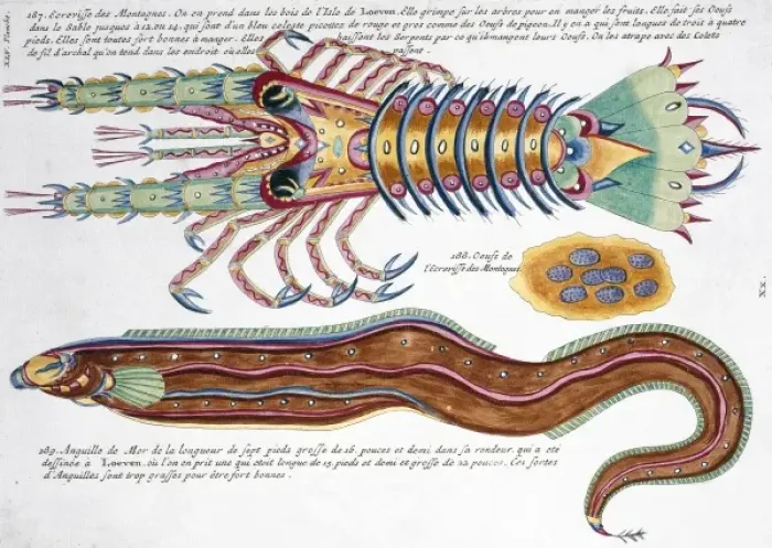 Framed Print : Colourful illustration of an eel and a crustacean Framed Print : Colourful illustration of an eel and a crustacean