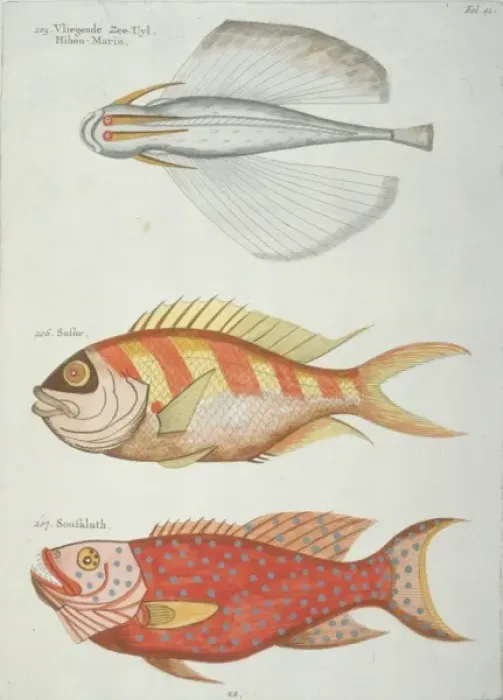 Framed Print : Colourful illustration of three fish Framed Print : Colourful illustration of three fish