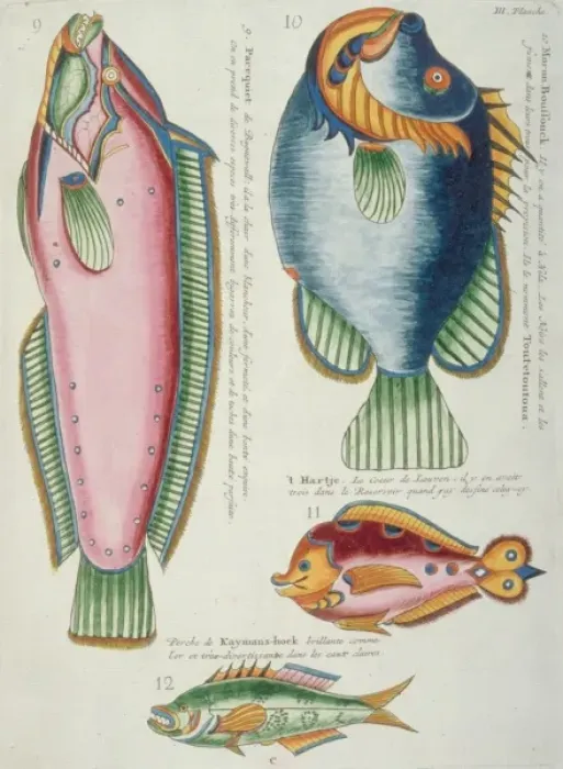 Framed Print : Colourful illustration of four fish Framed Print : Colourful illustration of four fish