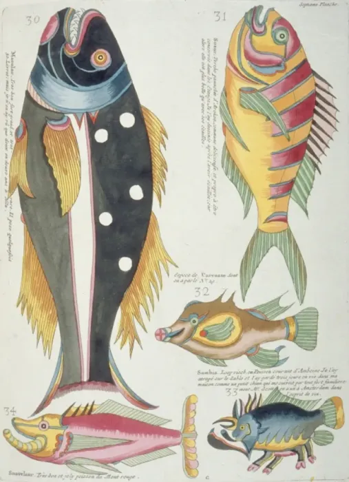 Framed Print : Colourful illustration of five fish Framed Print : Colourful illustration of five fish