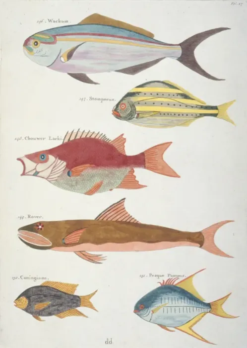 Framed Print : Colourful illustration of six fish Framed Print : Colourful illustration of six fish