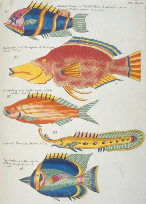Framed Print : Colourful illustration of five fish Framed Print : Colourful illustration of five fish
