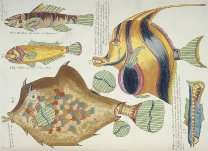 Framed Print : Colourful illustration of five fish Framed Print : Colourful illustration of five fish