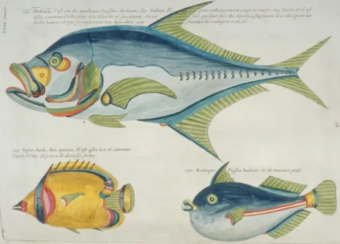 Framed Print : Colourful illustration of three fish Framed Print : Colourful illustration of three fish