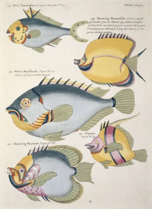 Framed Print : Colourful illustration of five fish Framed Print : Colourful illustration of five fish