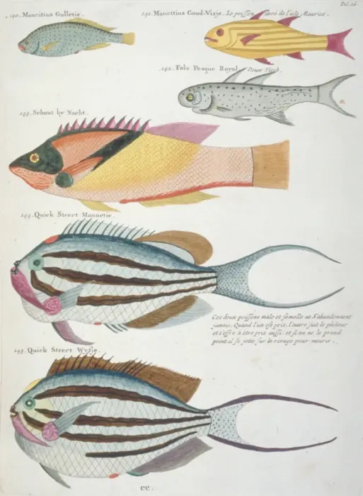 Framed Print : Colourful illustration of six fish Framed Print : Colourful illustration of six fish