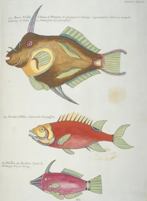 Framed Print : Colourful illustration of three fish Framed Print : Colourful illustration of three fish