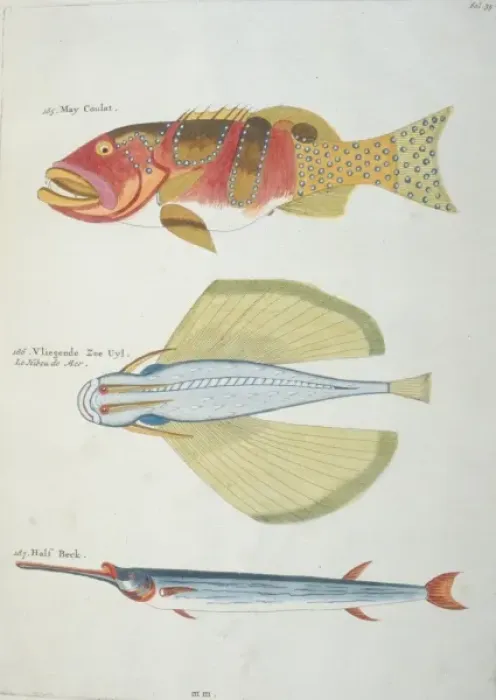 Framed Print : Colourful illustration of three fish Framed Print : Colourful illustration of three fish