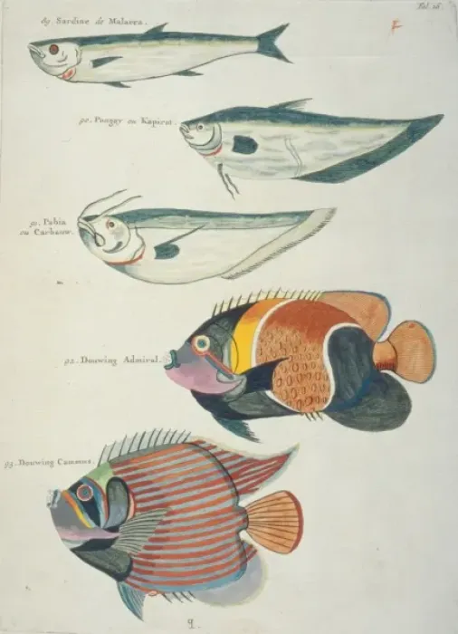 Framed Print : Colourful illustration of five fish Framed Print : Colourful illustration of five fish
