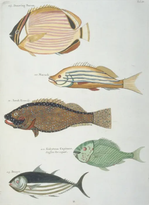 Framed Print : Colourful illustration of five fish Framed Print : Colourful illustration of five fish