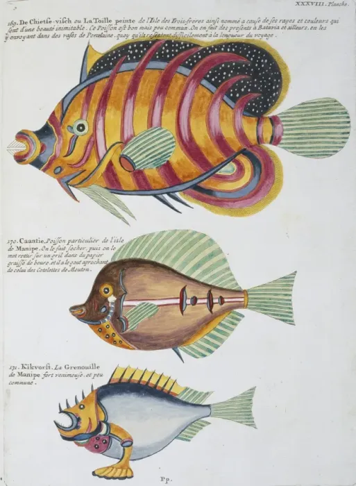 Framed Print : Colourful illustration of three fish Framed Print : Colourful illustration of three fish