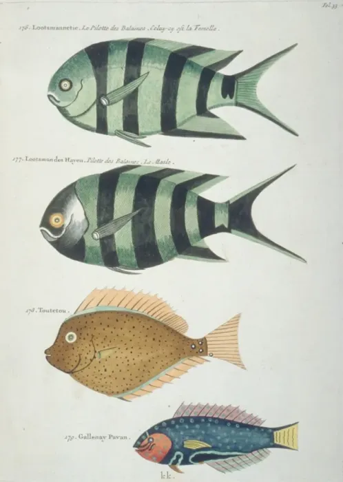 Framed Print : Colourful illustration of four fish Framed Print : Colourful illustration of four fish