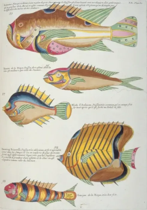 Framed Print : Colourful illustration of five fish Framed Print : Colourful illustration of five fish