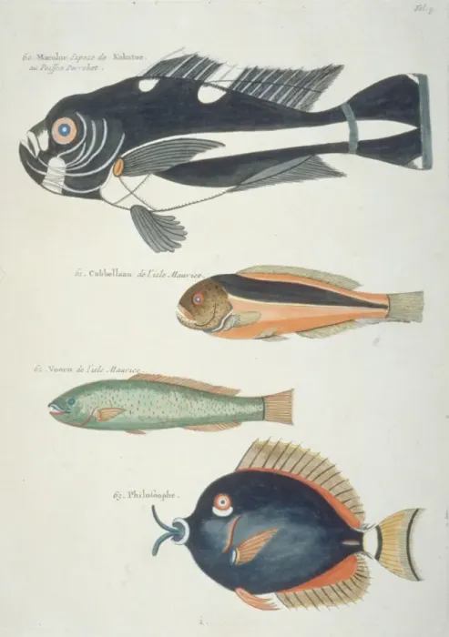 Framed Print : Colourful illustration of four fish Framed Print : Colourful illustration of four fish