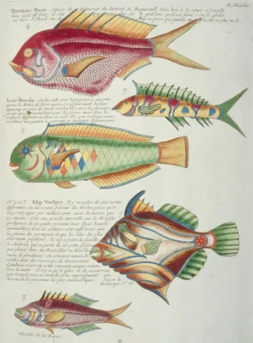 Framed Print : Colourful illustration of five fish Framed Print : Colourful illustration of five fish