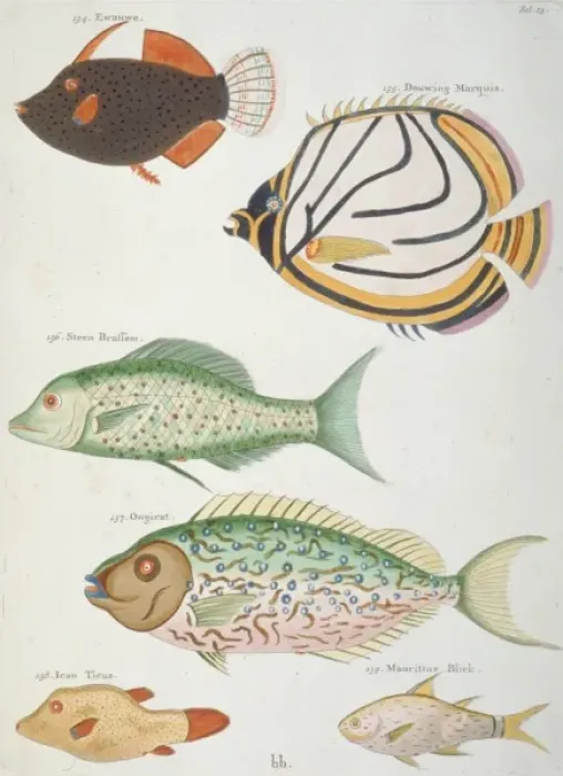 Framed Print : Colourful illustration of six fish Framed Print : Colourful illustration of six fish