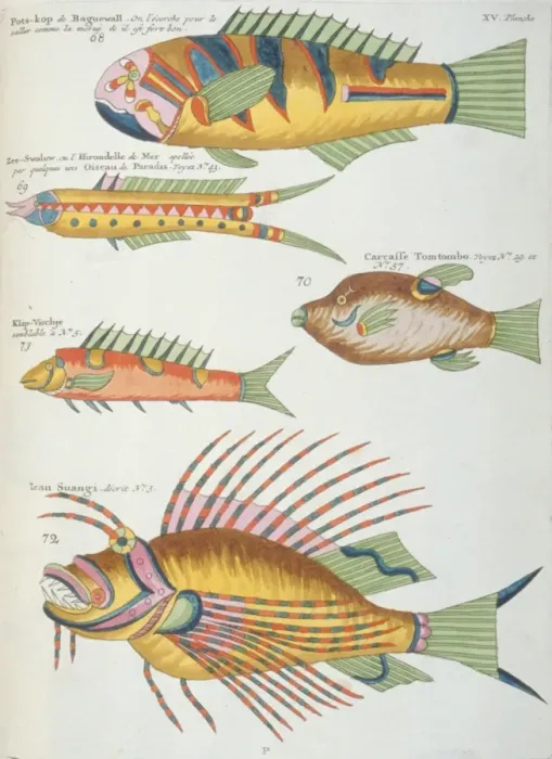 Framed Print : Colourful illustration of five fish Framed Print : Colourful illustration of five fish