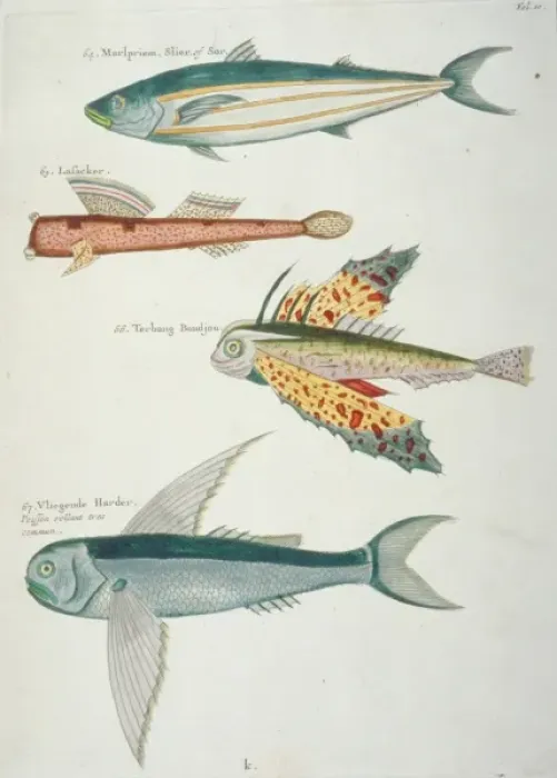 Framed Print : Colourful illustration of four fish Framed Print : Colourful illustration of four fish