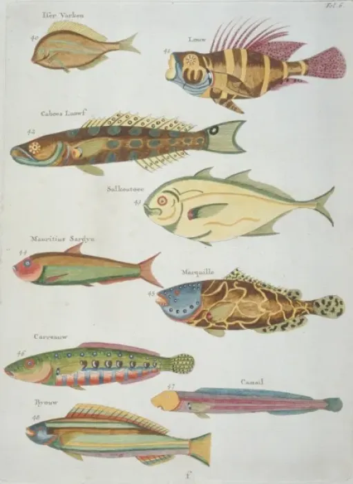 Framed Print : Colourful illustration of nine fish Framed Print : Colourful illustration of nine fish