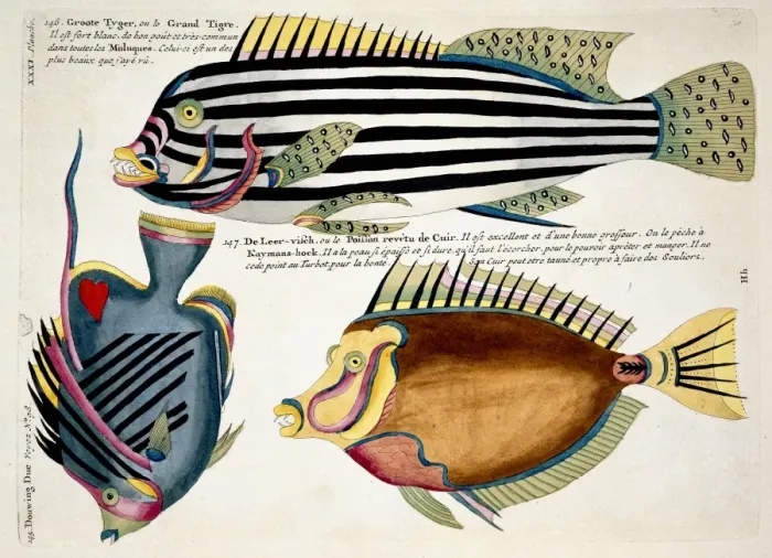 Framed Print : Colourful illustration of three fish Framed Print : Colourful illustration of three fish