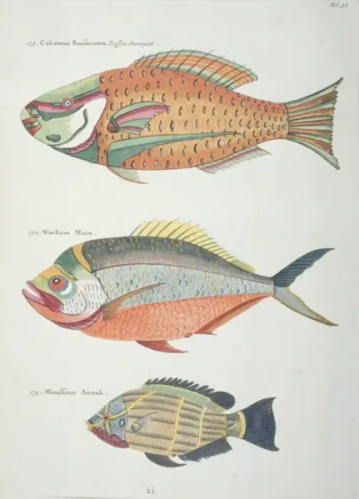 Framed Print : Colourful illustration of three fish