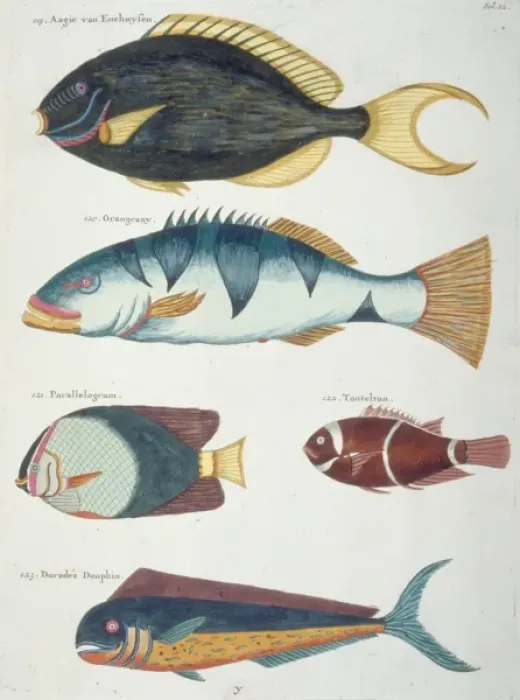 Framed Print : Colourful illustration of five fish Framed Print : Colourful illustration of five fish
