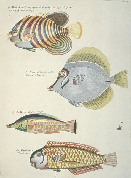 Colourful illustration of four fish