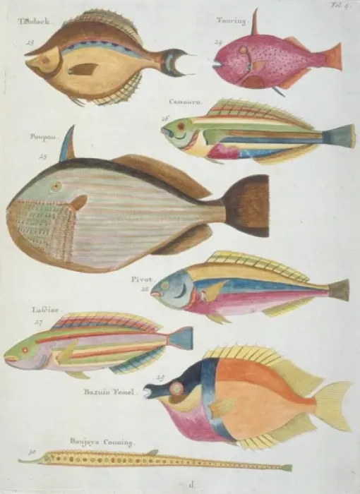Framed Print : Colourful illustration of eight fish Framed Print : Colourful illustration of eight fish