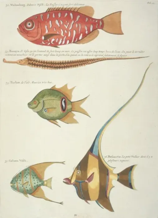 Framed Print : Colourful illustration of five fish Framed Print : Colourful illustration of five fish