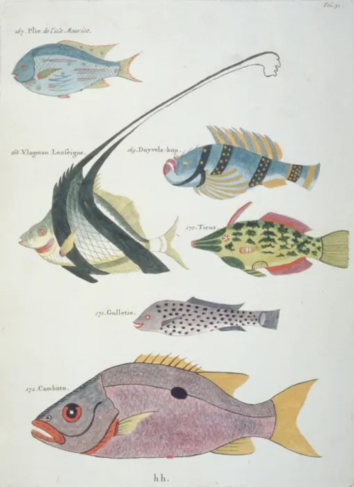 Framed Print : Colourful illustration of six fish Framed Print : Colourful illustration of six fish