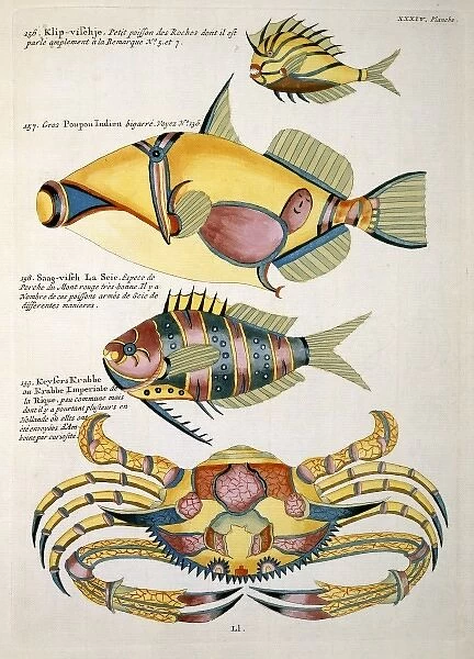 Colourful illustration of three fish and a crab