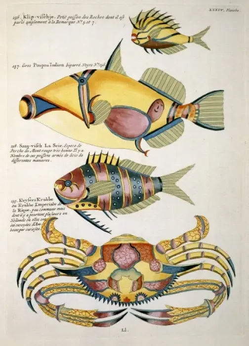 Framed Print : Colourful illustration of three fish and a crab Framed Print : Colourful illustration of three fish and a crab
