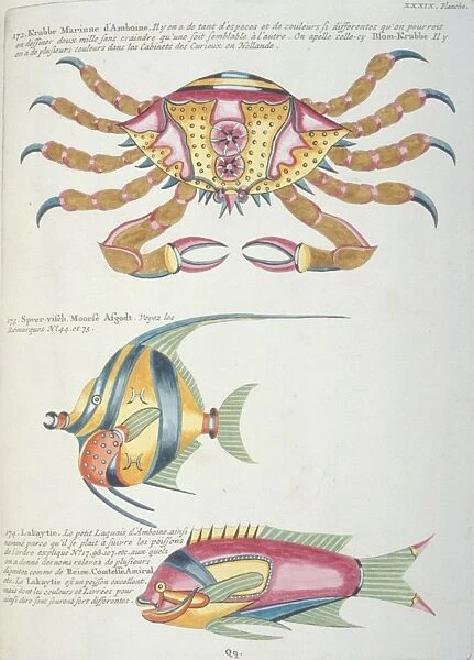 Colourful illustration of two fish and a crab